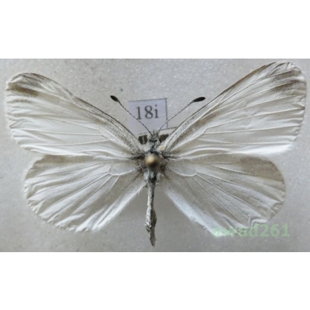 Leptidea sinapis (Linnaeus, 1758) female Wietek gorczycznik Czech18i